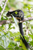 Black and Yellow Giant Squirrel - Ratufa macroura melanochra