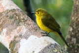 Yellow-browed Bulbul - Goudbrauwbuulbuul - Acritillas indica