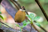 Indian Pitta - Negenkleurige Pitta - Pitta brachyura