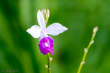 Wild Orchid - Wilde Orchidee - Phalaenopsis pulcherrima