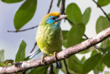 Yellow-fronted Barbet - Ceylonese Baardvogel - Psilopogon flavifrons
