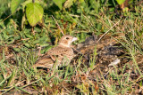 Jerdons Bushlark - Jerdons Leeuwerik - Mirafra affinis