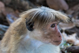 Toque Macaque - Ceylonkroonaap - Macaca sinica