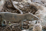 Land Monitor - Bengaalse Varaan - Varanus bengalensis