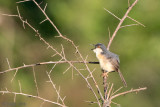Ashy Prinia - Grijze Prinia - Prinia socialis brevicauda