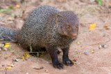 Ruddy Mongoose - Herpestes smithii