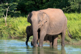 Sri Lankan Elephant - Ceylon-olifant - Elephas maximus maximus