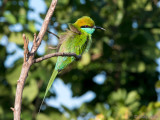 Little Green Bee-eater - Kleine Groene Bijeneter - Merops orientalis