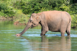 Sri Lankan Elephant - Ceylon-olifant - Elephas maximus maximus