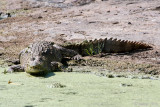 Mugger Crocodile - Moeraskrokodil - Crocodylus palustris