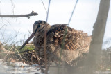 Eurasian Woodcock - Houtsnip - Scolopax rusticola