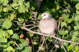 Spotted Dove - Parelhalstortel - Spilopelia chinensis