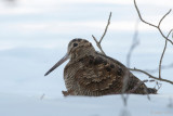 Eurasian Woodcock - Houtsnip - Scolopax rusticola
