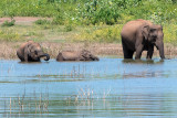 Sri Lankan Elephant - Ceylon-olifant - Elephas maximus maximus