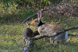 Black-Naped Hare - Zwartnekhaas - Lepus nigricollis