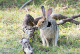 Black-Naped Hare - Zwartnekhaas - Lepus nigricollis