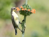Lotens Sunbird - Lotens Honingzuiger - Nectarinia lotenia