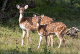 Sri Lankan Axis Deer - Axishert - Axis axis ceylonensis
