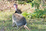 Black-Naped Hare - Zwartnekhaas - Lepus nigricollis