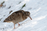 Eurasian Woodcock - Houtsnip - Scolopax rusticola