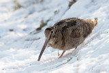 Eurasian Woodcock - Houtsnip - Scolopax rusticola
