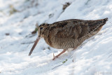 Eurasian Woodcock - Houtsnip - Scolopax rusticola