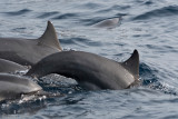 Spinner Dolphin - Langsnuitdolfijn - Stenella longirostris