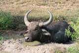 Water Buffalo - Waterbuffel - Bubalus bubalis