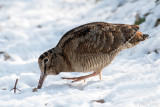 Eurasian Woodcock - Houtsnip - Scolopax rusticola