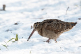 Eurasian Woodcock - Houtsnip - Scolopax rusticola