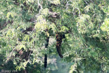 Leopard - Luipaard - Panthera pardus