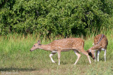 Sri Lankan Axis Deer - Axishert - Axis axis ceylonensis