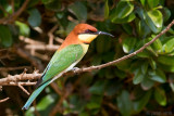 Chestnut-headed Bee-eater - Bruinkopbijeneter - Merops leschenaulti