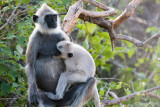 Tufted Gray Langur - Ceylonhoelman - Semnopithecus priam