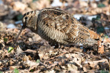Eurasian Woodcock - Houtsnip - Scolopax rusticola