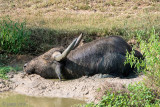 Water Buffalo - Waterbuffel - Bubalus bubalis