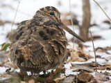 Eurasian Woodcock - Houtsnip - Scolopax rusticola