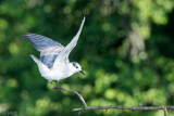 Whiskered Tern - Witwangstern - Chlidonias hybrida