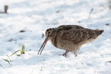 Eurasian Woodcock - Houtsnip - Scolopax rusticola