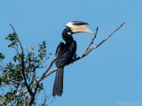 Malabar Pied Hornbill - Malabarneushoornvogel - Anthracoceros coronatus