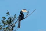 Malabar Pied Hornbill - Malabarneushoornvogel - Anthracoceros coronatus