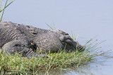 Mugger Crocodile - Moeraskrokodil - Crocodylus palustris