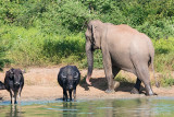Sri Lankan Elephant - Ceylon-olifant - Elephas maximus maximus