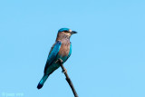 Indian Roller - Indische Scharrelaar - Coracias benghalensis