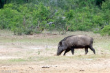 Wild Boar - Wild Zwijn - Sus scrofa