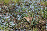 Yellow Bittern - Chinese Woudaap - Ixobrychus sinensis