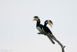 Malabar Pied Hornbill - Malabarneushoornvogel - Anthracoceros coronatus