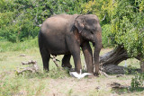 Sri Lankan Elephant - Ceylon-olifant - Elephas maximus maximus