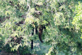 Leopard - Luipaard - Panthera pardus