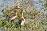 Lesser Whistling-duck - Indische Fluiteend - Dendrocygna javanica
